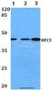 Replication factor C subunit 3 antibody, A06442-1, Boster Biological Technology, Western Blot image 