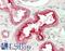 PKR2 antibody, LS-B14105, Lifespan Biosciences, Immunohistochemistry paraffin image 