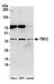 Tubulin Folding Cofactor C antibody, A305-786A-M, Bethyl Labs, Western Blot image 