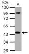NCK Adaptor Protein 1 antibody, NBP2-19489, Novus Biologicals, Western Blot image 