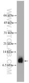 Platelet Factor 4 antibody, 21157-1-AP, Proteintech Group, Western Blot image 