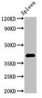 Heparan sulfate 2-O-sulfotransferase 1 antibody, LS-C375915, Lifespan Biosciences, Western Blot image 