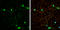 Vesicular glutamate transporter 3 antibody, GTX134103, GeneTex, Immunocytochemistry image 