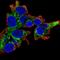 Probable arylformamidase antibody, NBP1-94068, Novus Biologicals, Immunofluorescence image 