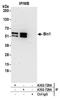 Bridging Integrator 1 antibody, A302-729A, Bethyl Labs, Immunoprecipitation image 