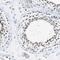 Host Cell Factor C2 antibody, HPA006227, Atlas Antibodies, Immunohistochemistry paraffin image 