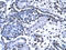 Forkhead Box G1 antibody, P100984_T100, Aviva Systems Biology, Immunohistochemistry paraffin image 