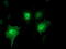 SH2 domain-containing protein 2A antibody, M06232, Boster Biological Technology, Immunofluorescence image 