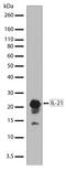 Interleukin-21 antibody, 710141, Invitrogen Antibodies, Western Blot image 
