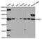 Protein Inhibitor Of Activated STAT 2 antibody, abx004324, Abbexa, Western Blot image 