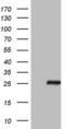 Bcl2 Modifying Factor antibody, MA5-26877, Invitrogen Antibodies, Western Blot image 