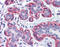 Zyxin antibody, 51-527, ProSci, Immunohistochemistry paraffin image 