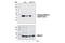 MEK1, MEK2 antibody, 9154T, Cell Signaling Technology, Western Blot image 