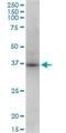 Syntaxin 18 antibody, H00053407-M13, Novus Biologicals, Western Blot image 