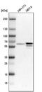 BAI1 Associated Protein 2 Like 1 antibody, PA5-54000, Invitrogen Antibodies, Western Blot image 