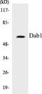 DAB Adaptor Protein 1 antibody, EKC1162, Boster Biological Technology, Western Blot image 