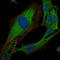 CRK Proto-Oncogene, Adaptor Protein antibody, M02533-1, Boster Biological Technology, Immunofluorescence image 