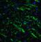 HAP antibody, 3869, ProSci Inc, Immunofluorescence image 