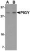 Phosphatidylinositol Glycan Anchor Biosynthesis Class Y antibody, LS-B3866, Lifespan Biosciences, Western Blot image 