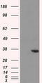 Aldo-Keto Reductase Family 1 Member A1 antibody, CF500745, Origene, Western Blot image 