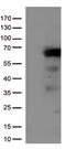 Interferon Regulatory Factor 3 antibody, CF809425, Origene, Western Blot image 