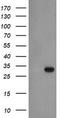 Exosome complex exonuclease RRP40 antibody, CF504794, Origene, Western Blot image 