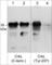 CRK Like Proto-Oncogene, Adaptor Protein antibody, CP3081, ECM Biosciences, Western Blot image 