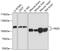 Leucine-rich repeat and death domain-containing protein antibody, A10708, Boster Biological Technology, Western Blot image 