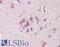 F-Box And Leucine Rich Repeat Protein 2 antibody, LS-B10277, Lifespan Biosciences, Immunohistochemistry paraffin image 
