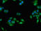 Liver carboxylesterase 1 antibody, orb23139, Biorbyt, Immunofluorescence image 