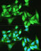 Lysine Demethylase 7A antibody, 15-667, ProSci, Immunofluorescence image 