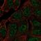Ankyrin Repeat Domain 65 antibody, NBP2-39062, Novus Biologicals, Immunocytochemistry image 