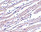 APAF antibody, ADI-AAP-300-E, Enzo Life Sciences, Immunohistochemistry paraffin image 