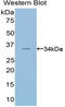 Lysine Methyltransferase 5C antibody, LS-C296546, Lifespan Biosciences, Western Blot image 