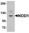Nucleotide Binding Oligomerization Domain Containing 1 antibody, A00495, Boster Biological Technology, Western Blot image 