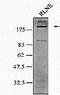 Nucleoporin 210 antibody, GTX15601, GeneTex, Western Blot image 