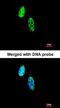 Bardet-Biedl Syndrome 7 antibody, orb73379, Biorbyt, Immunofluorescence image 
