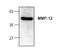 Mme antibody, AP00346PU-N, Origene, Western Blot image 