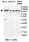 Ubiquitin Specific Peptidase 29 antibody, orb309684, Biorbyt, Western Blot image 