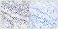Zinc Finger Protein 76 antibody, abx013477, Abbexa, Western Blot image 