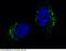 Lysosomal protective protein antibody, 10482-R104, Sino Biological, Immunohistochemistry paraffin image 
