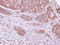 Dual Specificity Phosphatase 7 antibody, LS-C186060, Lifespan Biosciences, Immunohistochemistry frozen image 