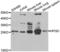 15-Hydroxyprostaglandin Dehydrogenase antibody, LS-C348990, Lifespan Biosciences, Western Blot image 