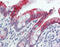 Keratin 20 antibody, 51-869, ProSci, Immunohistochemistry paraffin image 