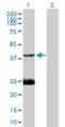 ELL-associated factor 1 antibody, H00085403-B01P, Novus Biologicals, Western Blot image 