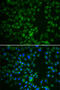 Dentin matrix acidic phosphoprotein 1 antibody, 13-903, ProSci, Immunofluorescence image 