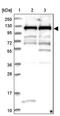 M-Phase Phosphoprotein 8 antibody, PA5-58891, Invitrogen Antibodies, Western Blot image 