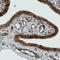 Nicotinate Phosphoribosyltransferase antibody, AMAb90725, Atlas Antibodies, Immunohistochemistry frozen image 