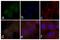 Signal Transducer And Activator Of Transcription 1 antibody, 710078, Invitrogen Antibodies, Immunofluorescence image 