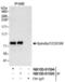 Spindle Apparatus Coiled-Coil Protein 1 antibody, NB100-61595, Novus Biologicals, Western Blot image 